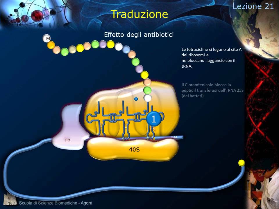 Lezione 21 - Sintesi Proteica E Codice Genetico - YouTube