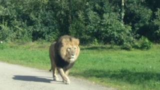 Lions in Givskud