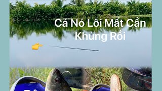 Buổi Đi Câu Cá Quá Vui…Giựt Cá Mỏi Tay 🐟 #vlog5