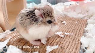 Hamsterdingding．吃東西的老公公鼠．倉鼠．小露寶．小路寶．老公公鼠