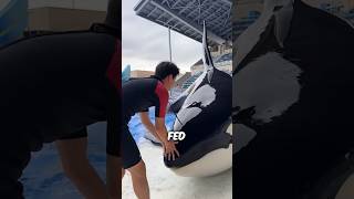 This Is How An Orca Gets Fed #shorts #orca