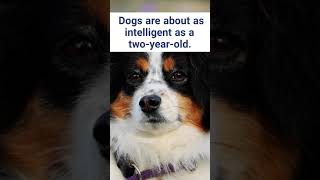 Surprising facts about dogs 2 #shorts