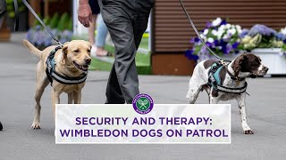 Meet the Wimbledon Security Dogs | Wimbledon 2023