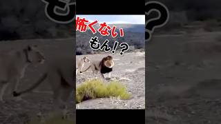 戦闘能力の圧倒的な差(°д°)ライオンVSサイ|Overwhelming difference in fighting ability (°д°) lion vs. rhino. #animals