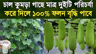 চাল কুমড়ার ফলন বৃদ্ধি পাবে ১০০% - মাত্র দুইটি পরিচর্যা করলে - চাল কুমড়া চাষ পদ্ধতি - Winter Melon