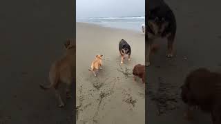 Dog without tail | कुत्ता बिना पूंछ का || #doglover #viral #trending #animals #viralshort #video