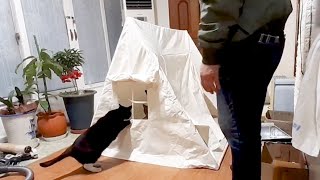 I Gave Five Cats A Baby Tent