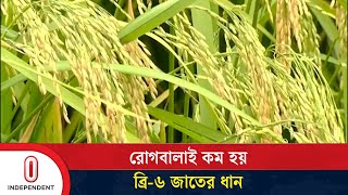 অন্য জাতের চেয়ে ২০-২৫ দিন আগে কাটা যায় যে ধান | BRRI-6 | Paddy | Rajshahi | ITV