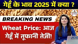 गेहूं की तेजी मंदी रिपोर्ट 2025|| गेहूँ का भाव क्या है || Gehu ka Bhav, Wheat rate today