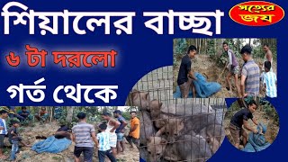 শিয়ালের গর্ত থেকে শিয়াল দরার সময় !৬টি   শিয়ালের বাচ্চা কিভাবে গর্তথেকে বের করে আনলো এক সাথে সত্যেরজয়