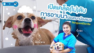 💦เคล็ด(ไม่)ลับ อาบน้ำน้องหมาน้องแมว🐶🐱