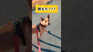 人に見られたら恥ずかしい元野良の子のお散歩レッスン #元野犬 #犬のいる暮らし