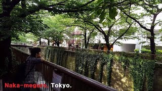 벚꽃이 남기고 간, 일본 도쿄 나카메구로 I 桜が残していった、日本東京中目黒 I Nakameguro Tokyo Japan #1