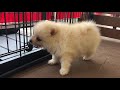 118968 ポメラニアン ♂ ペットショップ犬の家 豊川インター店