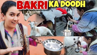 First time bakri ka doodh nikala😳 | vlog