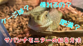 ４つのポイント!? サバンナモニター飼育について