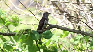 Lesser Cuckoo 2 FullHD JH1RNZ