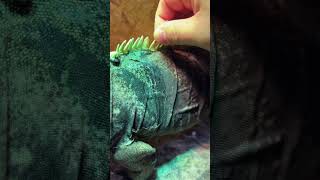 Helping our iguana shed his skin! #satisfying #asmr #crispy #reptiles