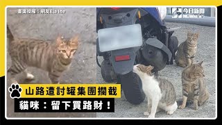 山路遭討罐集團攔截　貓咪：留下買路財！