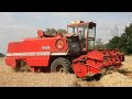 Classic 1970s Massey Ferguson 525 combine | Harvesting spring barley