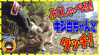 【よくしゃべる猫】キジ白ちゃんとタッチ！ /  かわいい【野良猫】