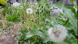 민들레 홀씨,씨앗,풀밭,식물,솜털,무료동영상소스,dandelion hols, seeds, grass, plants, fluff, free video source,