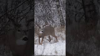 A down wind deer doesn’t have to ruin your hunt. @OzonicsHunting1 | @ExcaliburCrossbowOfficial