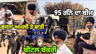 ਇੱਕ ਤੋ ਇੱਕ ਨਾਮ ਰੱਖਦੇ ਆ😂/Goat Farming🐐/95 ਗੰਨੇ ਦੀ ਬਿਜਾਈ🎋/#goatfarm #sugarcanefarming #pindawale