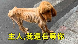 被主人狠心拋棄的金毛犬，瘦成皮包骨，依然在原地等待主人#流浪狗 #狗狗 #金毛 #感人 #感人故事 #鏡頭記錄