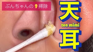 ぷんちゃんの耳掃除　フィルム状の天耳が何枚も出土。