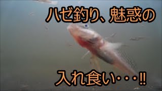 雨中のハゼ釣りも悪くない？ ハゼタイム到来で、魅惑の入れ食い･･･‼