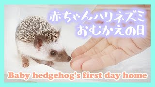 【新しい家族】ベビハリお迎え当日の様子/A new baby hedgehog welcoming our home.【New Family】