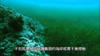 東沙的海草 海洋國家公園管理處