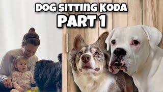 Dog Sitting Koda! Part 1