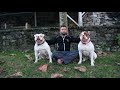 GADIRBULLS AMERICAN BULLDOG