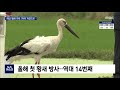 예산 황새 가족 7마리 자연 품으로 대전mbc