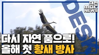 예산 황새 가족 7마리 자연 품으로/대전MBC