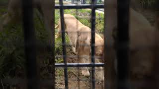 涼夏🙄㊾ホワイトライオン・白獅子・リズムちゃん・沖縄こどもの国・・・White_Lion・Okinawa Zoo \u0026 Museum(20240430)