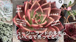 ニュージーランドで多肉生活１１月２４日　ニュージーランドで多肉買うとしたらいくらで買えるのか？