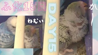 【とにかく眠い】セキセイインコ ヒナ孵化15日No9★Hatched! DAY15#shorts #セキセイインコ