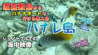 癒し！沖縄 渡嘉敷島からバナナボートで渡れる無人島！ハナレ島でのシュノーケリングの海中映像！作業用にもどうぞ！