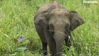 Let's save the beautiful environment and wild elephants Asian Elephant Soul