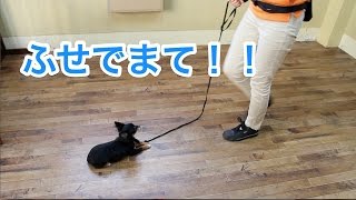 ふせの状態でまての練習！