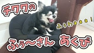 チワワのふぅ～さんあくび 【ひみつきちなう！③】2019年1月17日