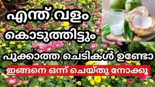 തേങ്ങാ വെള്ളത്തിൽ ഇത് ഒരു സ്പൂൺ കൊടുക്കൂ.../ my world / organic fertilizer