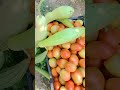 harvest vegetables farming vegetables agriculture shorts satisfying viralshorts viralvideo