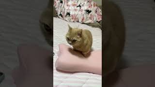 猫が枕の匂いを嗅ぐだけの動画                          フレーメン反応？