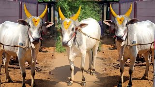 வெள்ளையன் கோவக்கார பயபுள்ள jallikkattu kalai video