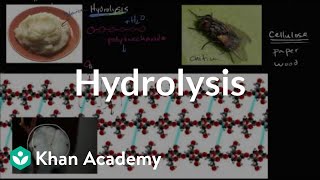 Hydrolysis | Macromolecules | Biology | Khan Academy