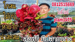 #โกสน #ต้นโกสน #ไม้เก่าหายาก น่ะสะสม ส่งฟรี #มีปลายทาง สนใจโทร0812515669ไอดีไลท์plam1475